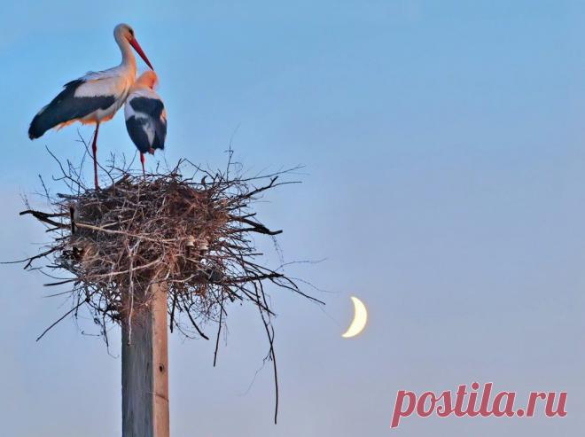 Gonza - сон в летнюю ночь / Фотография на PhotoGeek.ru