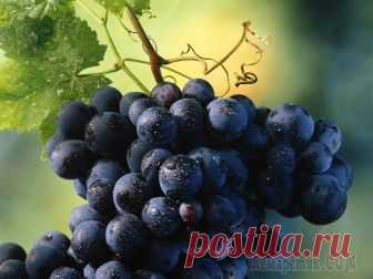 Полезные свойства винограда для здоровья