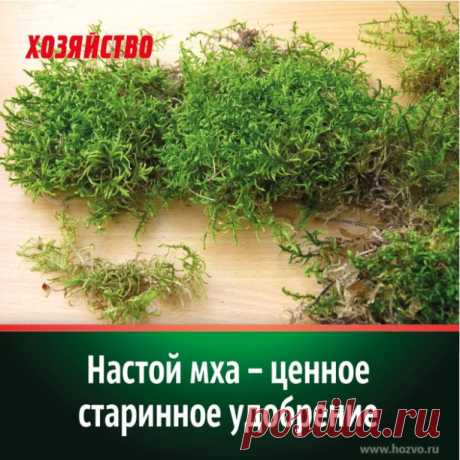 Знаете ли вы, что задолго до широкого внедрения минеральных удобрений растения подкармливали настоем... мха-сфагнума. Это старинный способ подкормки плодовых и овощных культур. Сейчас нелишне вспомнить старинный способ подкормки растений.

1. УНИКАЛЬНОСТЬ НАСТОЯ ИЗ МХА-СФАГНУМ
Простое и почти везде доступное средство, при этом оно содержит массу полезных веществ в довольно высоких концентрациях. Сейчас достать хороший навоз или птичий помет очень трудно, а мох растет почти...