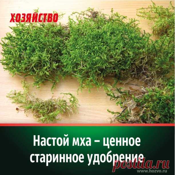Знаете ли вы, что задолго до широкого внедрения минеральных удобрений растения подкармливали настоем... мха-сфагнума. Это старинный способ подкормки плодовых и овощных культур. Сейчас нелишне вспомнить старинный способ подкормки растений.

1. УНИКАЛЬНОСТЬ НАСТОЯ ИЗ МХА-СФАГНУМ
Простое и почти везде доступное средство, при этом оно содержит массу полезных веществ в довольно высоких концентрациях. Сейчас достать хороший навоз или птичий помет очень трудно, а мох растет почти...