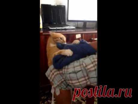 Самый мстительный в мире кот