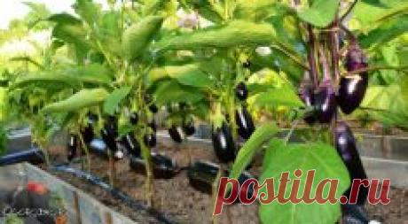 Простой совет, как реанимировать орхидею, если сгнили даже корни — Мир Растений