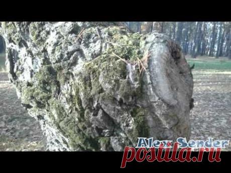 4К видео - YouTube