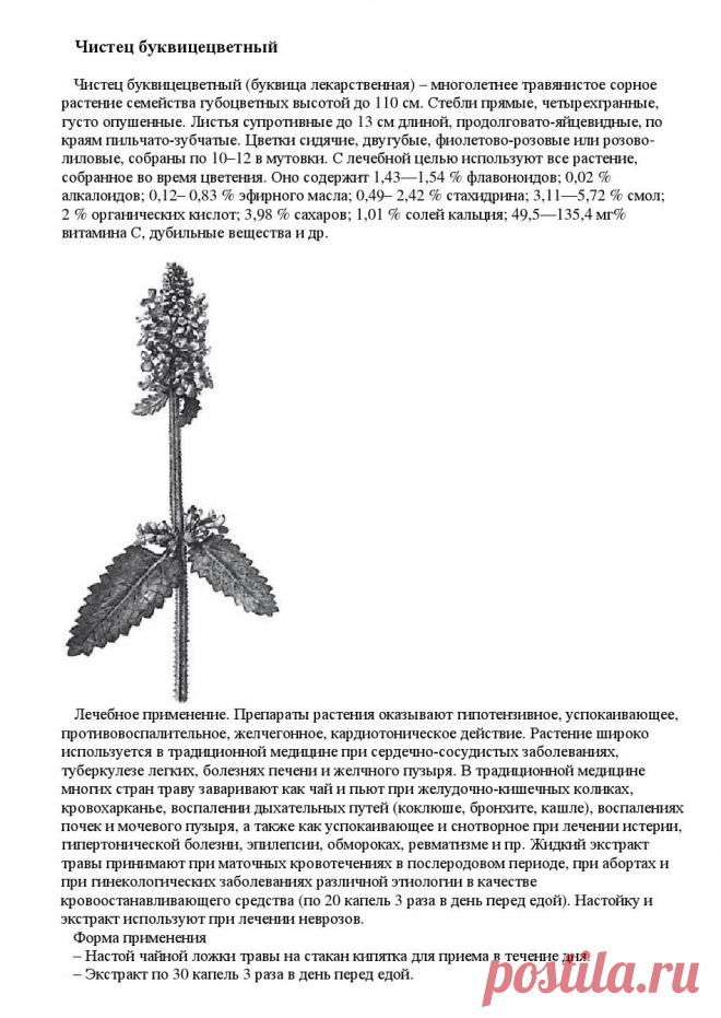 Чистец буквицецветный (буквица лекарственная).
«Уникальные лечебные свойства сорняков»  Корсун В.Ф., Викторов В.К.