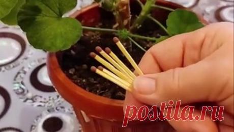 Избавляемся от МОШЕК на комнатных растениях!👍