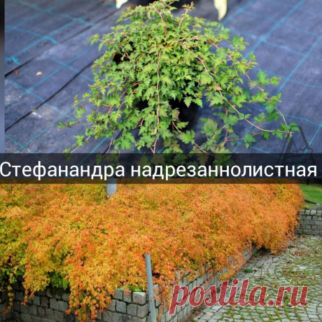 Список роскошных осенних акцентов  в саду по моему мнению.
Топ 9 ярких осенних кустарников