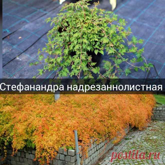 Список роскошных осенних акцентов  в саду по моему мнению.
Топ 9 ярких осенних кустарников