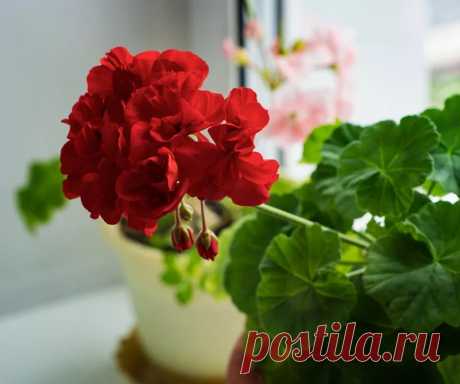 Комнатные домашние цветы: правильный уход своими руками. Капля йода - и вы не узнаете свою герань! Вырастить герань можно и из семян, но я предпочитаю черенкование, которое проводится с середины февраля до начала марта....