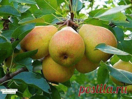 Низкорослая груша
Груша будет невысокой

Многие садоводы, чтобы получить слаборослые груши, давно пытаются использовать в качестве подвоя боярышник, айву японскую, сибирскую яблоню, кизильник, иргу, рябину черноплодную и обыкновенную. Наиболее обнадёживающие результаты по приживаемости глазков и черенков груши получают, прививая их на иргу, рябину черноплодную и обыкновенную. Однако и при таких комбинациях бывают с неудачи. Так, груша большинства сортов на ирге через неско...