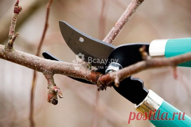 Обрезка абрикоса весной видео, фото и схемы формирования кроны