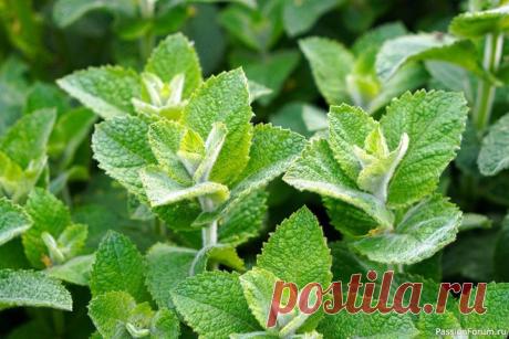 5 распространенных трав и специй, полезных для пищеварения Дискомфорт в пищеварении &mdash; будь то вздутие живота после обильного приема пищи или периодические приступы несварения &mdash; может доставить неприятности кому угодно. Хотя современная медицина предлагает эффективные методы лечения, вновь появился интерес к естественным способам...