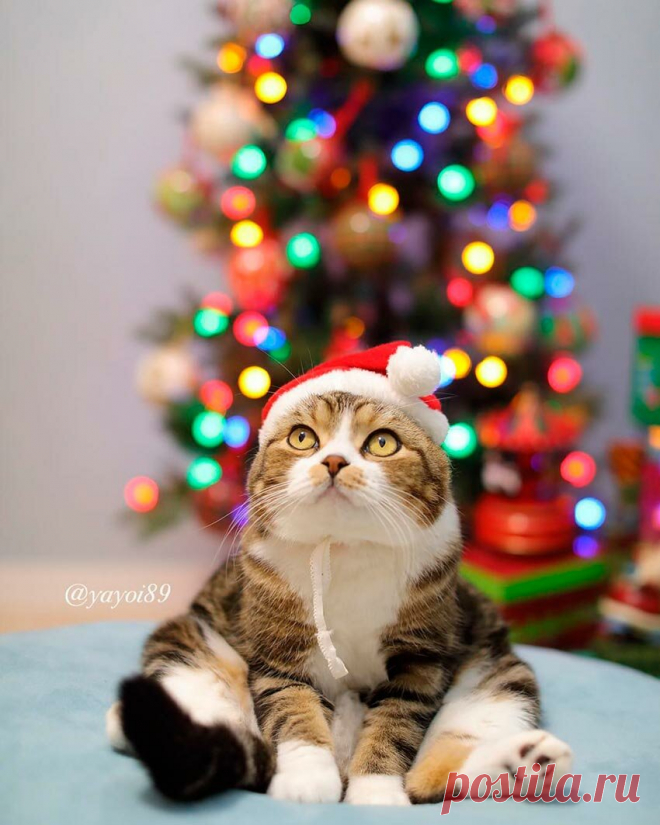 Свежая Новогодняя подборка смешных котиков, которая точно Вас развеселит (14 фото). Часть 2 | Забавный Бим | Яндекс Дзен