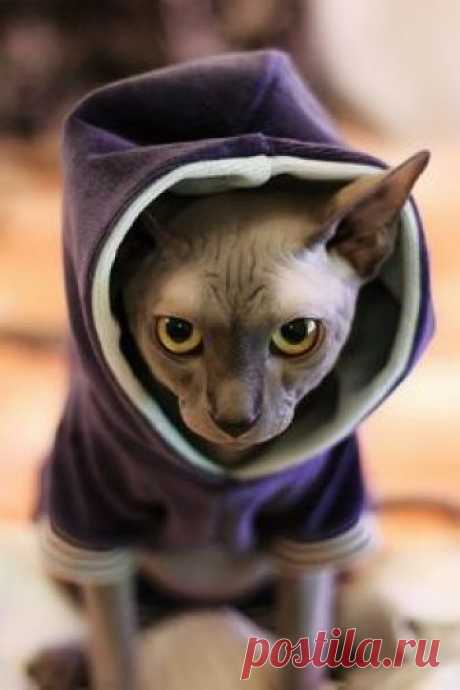 Lenny Russian Sphynx by Lexo!, via Flickr