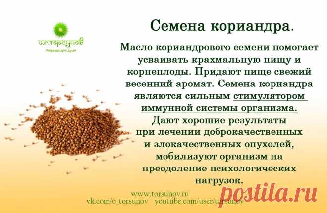 Семена кориандра