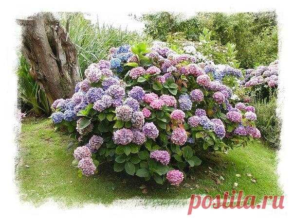 Посадка гортензии

Гортензия светолюбива, поэтому предпочитает солнечные места, но может расти и в полутени. Лучшее время для посадки весной первая половина мая, осенью - сентябрь.

Посадочные ямы выкапывают размером 50x50x60 см на расстоянии 1-1,5 м одна от другой. Их доверху заполняют почвенной смесью, состоящей из перегноя, листовой 14 земли, торфа, песка (2:2:1:1) и удобрений (10 кг перегноя, 20 г мочевины, 60 г гранулированного суперфосфата, 20 г сернокислого калия).
Показать полностью…