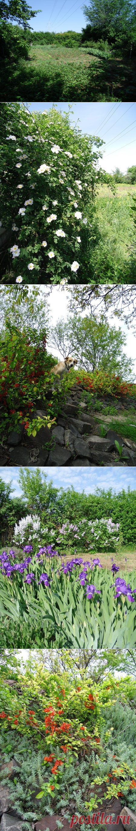 Оазис на городском пустыре. Возможно ли такое чудо? | Растения