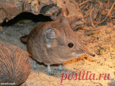 прыгунчики фото: 30 тыс изображений найдено в Яндекс.Картинках