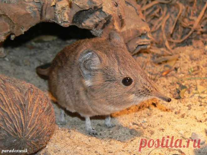 прыгунчики фото: 30 тыс изображений найдено в Яндекс.Картинках