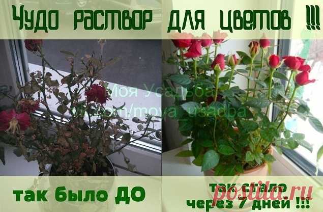 Чудо раствор для цветов!! Погибал комнатный цветок на глазах и шансов на спасение все было меньше и меньше. И тогда я вспомнила совет, который давно получила от увлеченного цветовода.
Все больные и плохо развивающиеся растения поливать следующим раствором: 1`яичный белок залить в 1 стаканом теплой воды настоять неделю. Зате