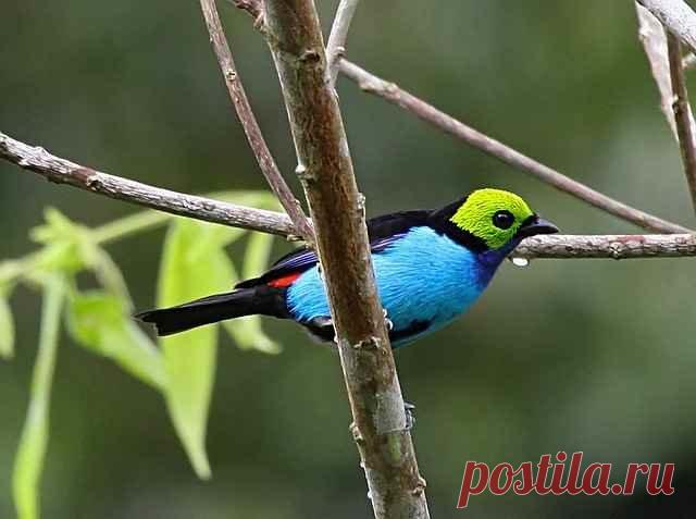 «За яркую расцветку Райскую танагру еще называют семицветной птичкой. » — карточка пользователя san.janna2018 в Яндекс.Коллекциях