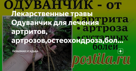 Лекарственные травы    Одуванчик для лечения артритов, артрозов,остеохондроза,болей в суставах