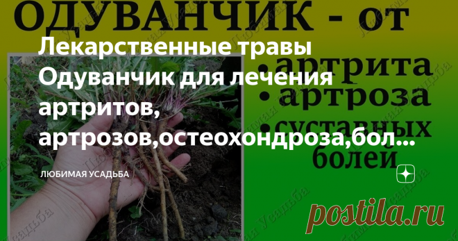 Лекарственные травы    Одуванчик для лечения артритов, артрозов,остеохондроза,болей в суставах