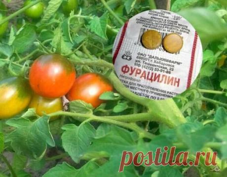 С фитофторой справится 8-рублевый фурацилин. Первую обработку провожу перед началом массового цветения



У каждого огородника для лечения и профилактики разных болезней в огороде припасена своя аптечка. Касторка и перекись помогут комнатным цветам, нашатырь спасет лук и чеснок, деготь и марганцовка прогонят морковную и луковую муху. Помимо этих средств, в моей огородной аптечке главное место летом занимает фурацилин.



Его я использую на томатах, огурцах для профилактики...