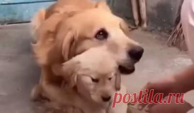 Самый заботливый папаша в мире: не подходите к моей дочурке! 


Очень много говорят о материнском инстинкте. А вот отцовские чувства бывают разными. Некоторые папаши весьма равнодушны к отпрыскам.
Но только не этот пес! Он неимоверно привязан к своей дочурке. И…