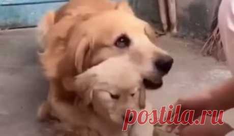 Самый заботливый папаша в мире: не подходите к моей дочурке! 


Очень много говорят о материнском инстинкте. А вот отцовские чувства бывают разными. Некоторые папаши весьма равнодушны к отпрыскам.
Но только не этот пес! Он неимоверно привязан к своей дочурке. И…