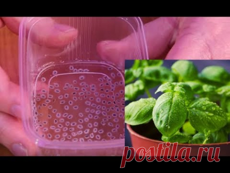 Способ, Который Работает! Посев Базилика.