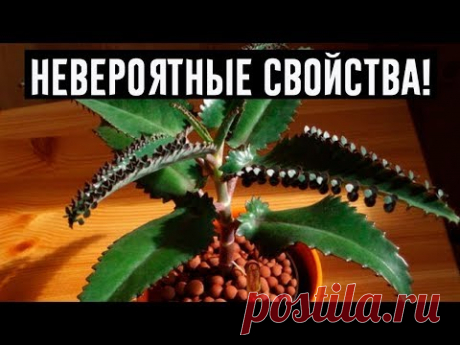 Каланхоэ перистое — хирург без скальпеля. Домашний доктор!