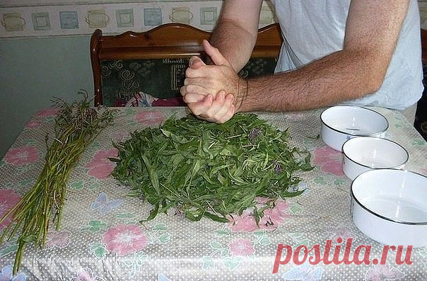 Заготовка Иван-чая. Личный опыт из поселения

Где-то прочитал информацию, что в 19 веке Копорский чай или Иван-чай поставлялся русскими купцами на экспорт в Европу в огромных количествах и очень высоко в Европе ценился. Да и наши пра-прадедушки и прабабушки сидя за столом с самоваром, наверняка пили не черный индийский, а этот замечательный, исконно русский чай. Захотелось возродить традицию приготовления Копорского чая, и вот, решив попробовать приготовить чай своими рука...