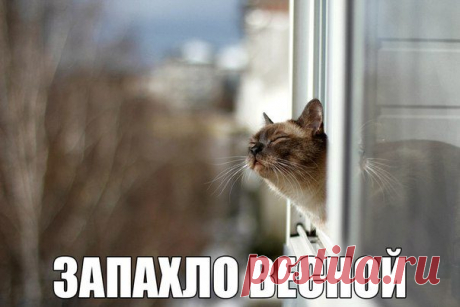 Смехотерапия Писца. Заряжаемся приколами!