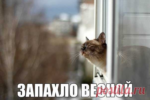 Смехотерапия Писца. Заряжаемся приколами!