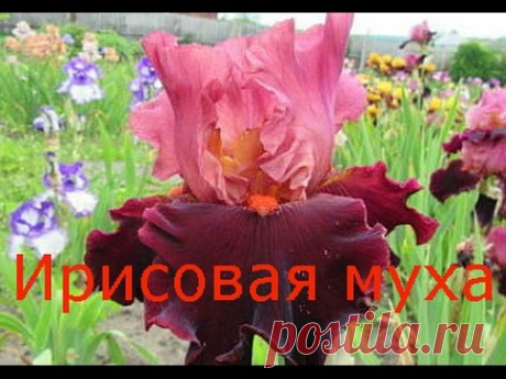 Борьба с ирисовой мухой: практические рекомендации