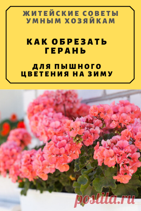 Как обрезать герань для пышного цветения на зиму | Житейские Советы