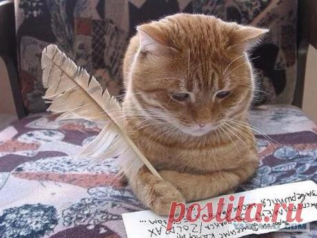 Здравствуй, бабушка! Возьми меня в деревню! 
В душном городе не мил мне белый свет... 
Очень хочется полазить по деревьям, 
А во дворике у нас деревьев нет. 

Молочка с утра так хочется парного, 
А у нас только в пакетах молоко. 
Соглашаюсь даже сам доить корову, 
Хоть коту доить корову нелегко. 

Что там Шарик? Оклемался после драки? 
Говорил ему на дачи не ходить. 
Знаешь, бабушка, здесь, люди, как собаки: 
Норовят друг друга цапнуть, укусить. 

Прогуляюсь осторожненько ...