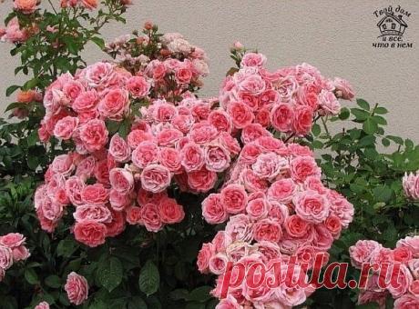 ВЕСЕННЯЯ ПОДКОРМКА РОЗ