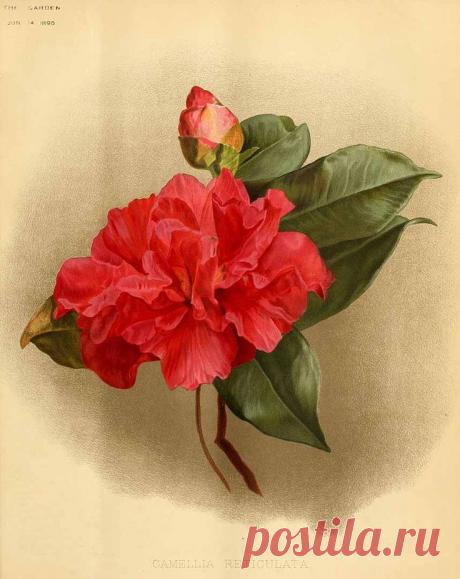 Найдено на сайте plantgenera.org.