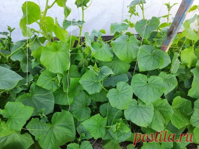 Без этой июньской подкормки огурцы дадут пустоцвет: чем кормить сейчас для урожая ведрами. Только избранные знают, какие июньские секреты превращают обычные огурцы в рекордсменов грядки. Пора раскрыть карты и получить урожай мечты!