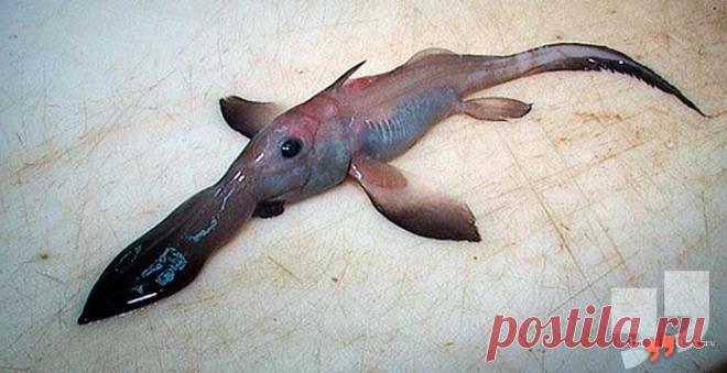 Самые необычные глубоководные животные (ТОП-15) + Фото