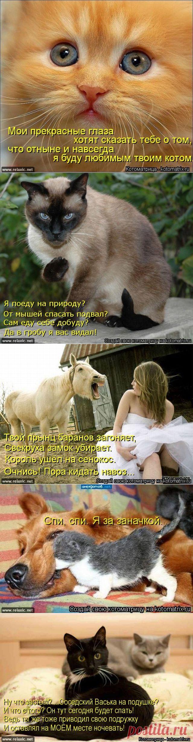 Весенние котоматрицы