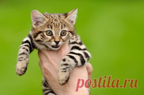 Черноногая кошка (Felis nigripes) | Терри Уиттакер Фотография