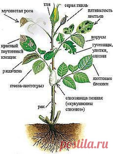 c3c29a77af7565bbfad1368de052ca74.jpg (230×312)