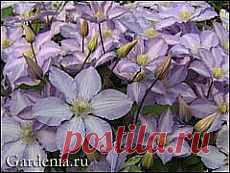 Выращивание клематисов: мифы и реальность
