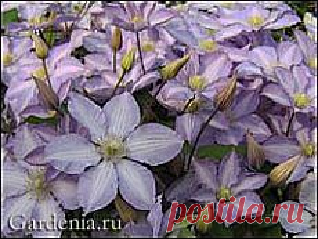 Выращивание клематисов: мифы и реальность