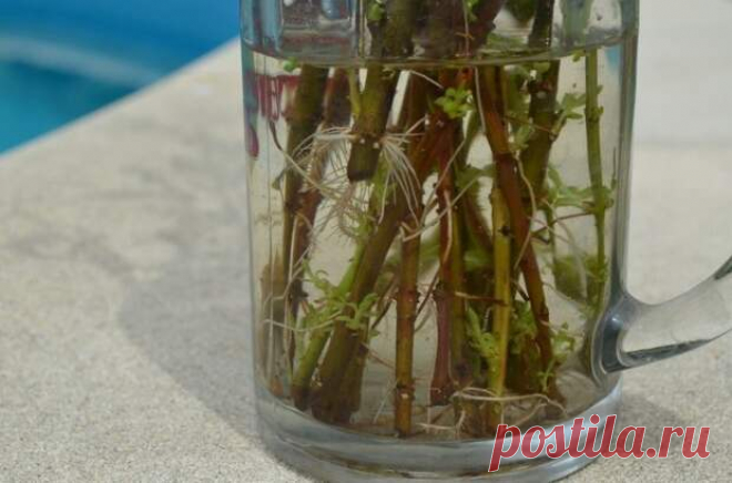 8 СЕКРЕТОВ ХОРОШЕГО УКОРЕНЕНИЯ ЧЕРЕНКОВ 1. В непрозрачной посуде корешки образуются гораздо лучше, чем в прозрачной.2. Воду при испарении лучше не менять, а доливать.3. Если воды слишком много, в нижней части банки мало кислорода, черенки м…