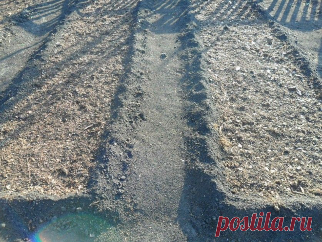 Чем можно засеять грядки после снятия урожая осенью в зиму? — 6 соток