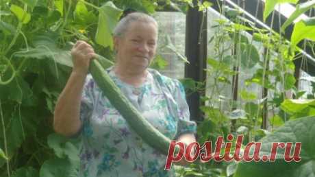 Китайские огурцы - мой опыт выращивания