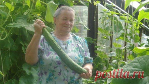 Китайские огурцы - мой опыт выращивания